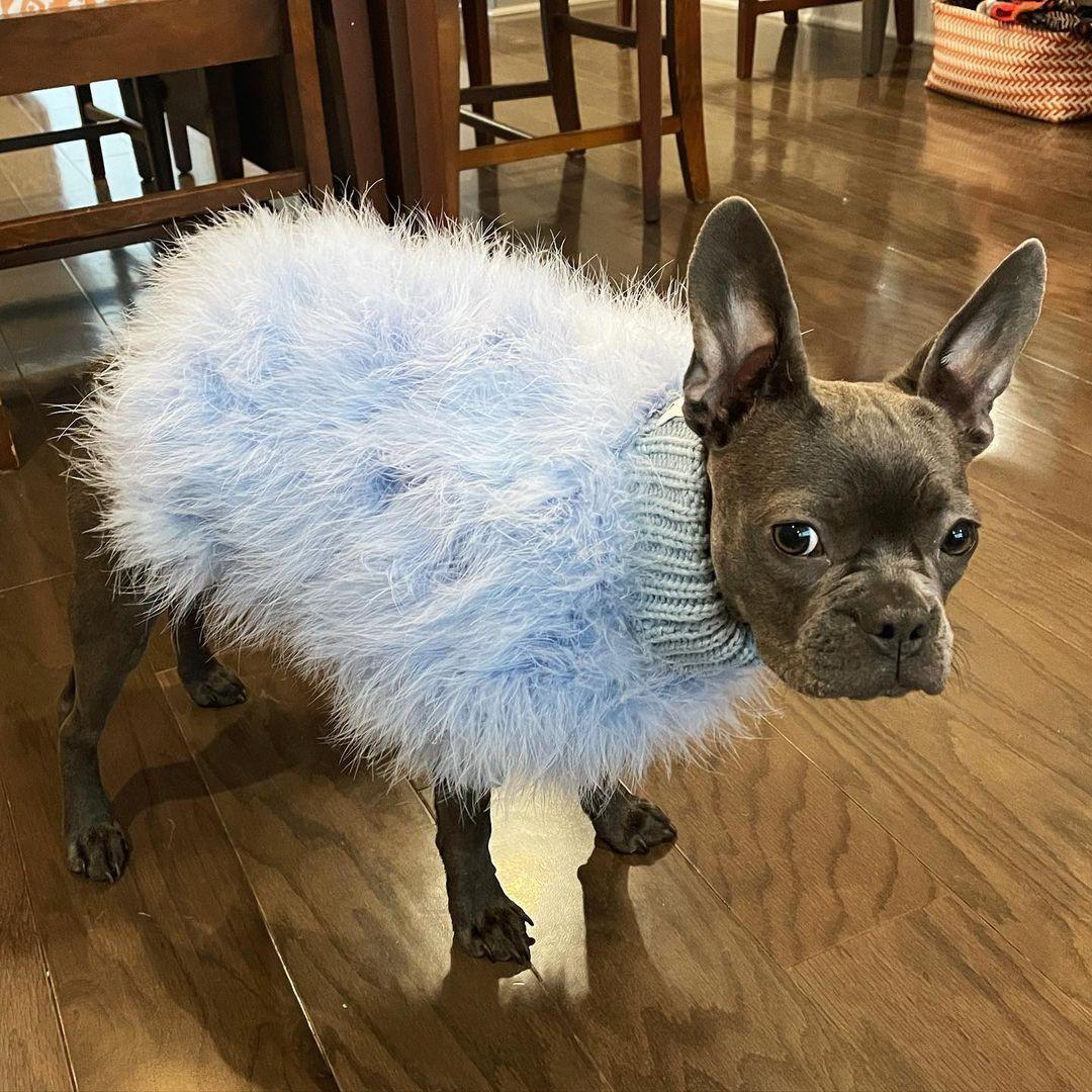 Haute Couture Feathered Luxury Pet Sweater
